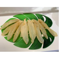 印度野生金筒膠 10-12 頭